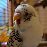 Аватар автора комментария