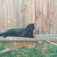 Аватар автора комментария