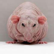 Аватар автора комментария