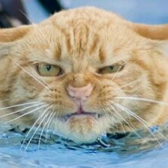 Аватар автора комментария