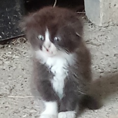 Аватар автора комментария