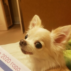 Аватар автора комментария