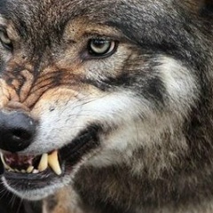 Аватар автора комментария