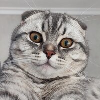 Аватар автора комментария