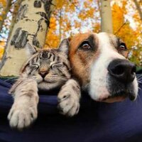 Аватар автора комментария