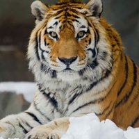 Аватар автора комментария