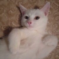 Аватар автора комментария