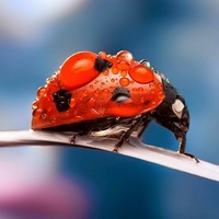 Аватар автора комментария