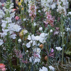 Аватар автора комментария