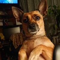 Аватар автора комментария