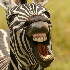 Аватар автора комментария