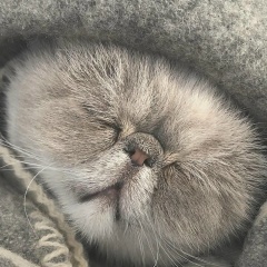 Аватар автора комментария