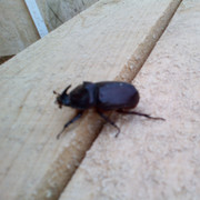 Аватар автора комментария